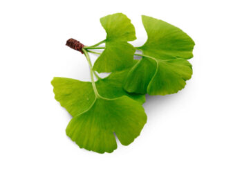 ¿Qué es el Ginkgo biloba? Descubre como esta especie vegetal puede ayudarte como deportista
