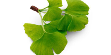 ¿Qué es el Ginkgo biloba? Descubre como esta especie vegetal puede ayudarte como deportista